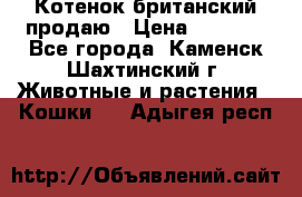 Котенок британский продаю › Цена ­ 3 000 - Все города, Каменск-Шахтинский г. Животные и растения » Кошки   . Адыгея респ.